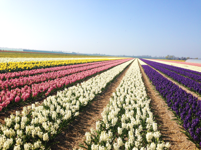 tulpenfeld2