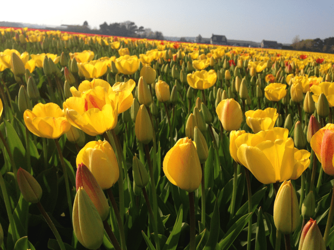 tulpenfeld6